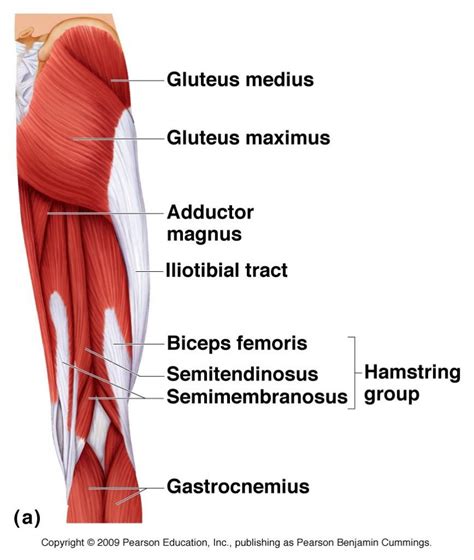 Image Result For Anatomy Of Hamstring Muscles Hamstring Muscles