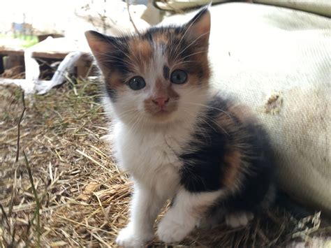 Chaton Angora A Adopter SOSanimaux