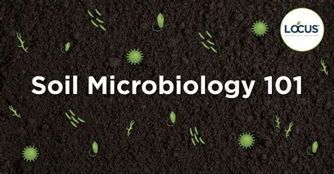 What Are Soil Microbes And Why Do They Matter In Agriculture Locus