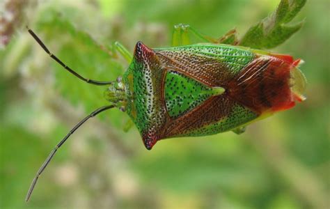 True Bugs Hemiptera Explore The Weald Moors