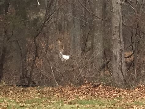 Have You Seen White Deer? Residents Share Their Photos With Patch