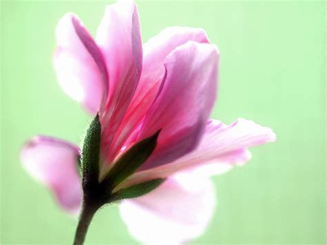 Free Images Nature Blossom Flower Petal Live Pink Flora Close