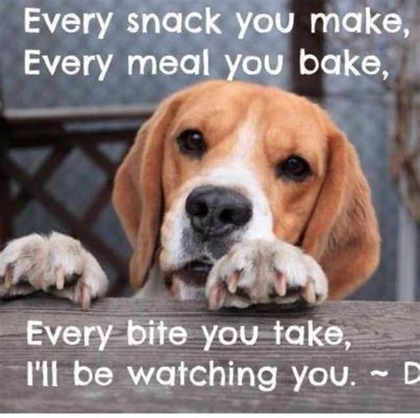 This is perfectly normal, your little pup may have expended a lot of energy and considering that a dog only has sweat glands on their feet, they often cool down by panting with their mouth wide open. Every Breath You Take - Beagle version.. :-D | Beagle ...