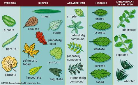 Plant Leaves Leaf Anatomy And Morphology Viquepedia