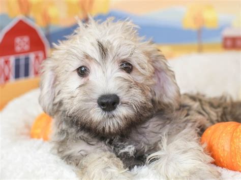 Schnoodle Dog Male Salt And Pepper 3343150 Animal Kingdom Puppies N Love