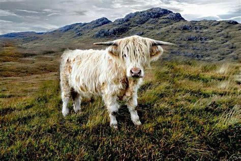 Isle Of Skye Highland Cattle Highland Cow Mary Todd Lincoln Isle Of