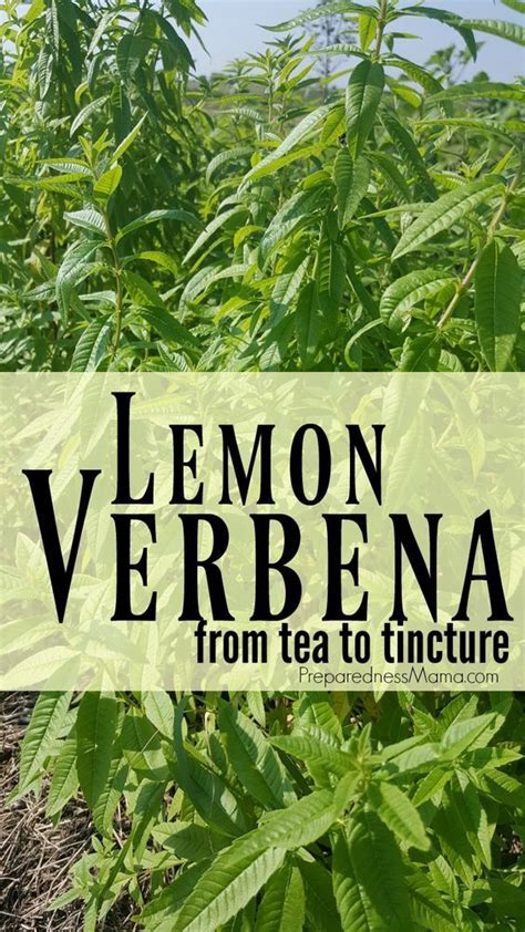 Growing And Using Lemon Verbena 2023 Preparednessmama Lemon Verbena