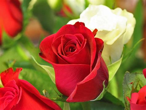 Beautiful Rose Wallpaper Hd Red Rose Hd Images And Wallpapers Title
