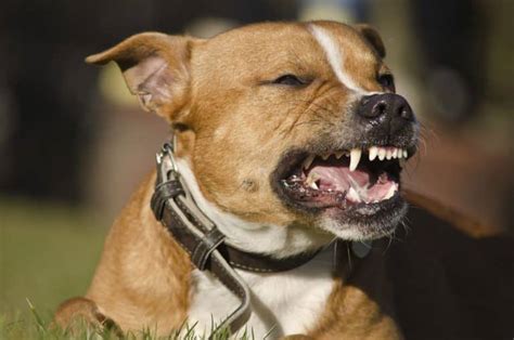 Michigan Dog Bite Nerve Damage Lawyer Nerve Damage From A Dog Bite