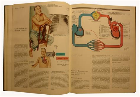 Frank H Netter The Ciba Collection Of Medical Illustrations In 7
