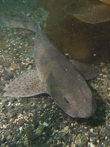 Lesser Spotted Catshark Pictures