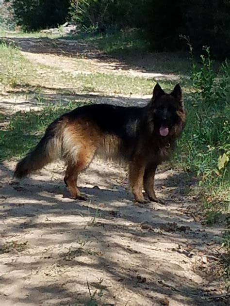 Vhr Achilles Ultra Fatimo Long Haired German Shepherd At The Vhr Ranch