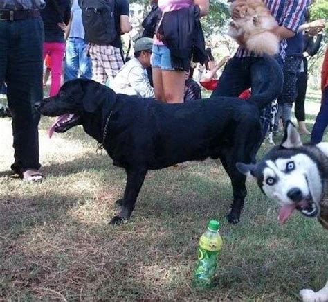 10 Best Dog Photobombs Of All Time Stuff Happens