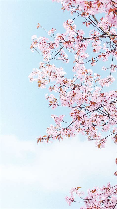 Cartoon cherry blossom phone wallpaper. Cherry Blossom Phone Background - 1080x1920 - Download HD ...