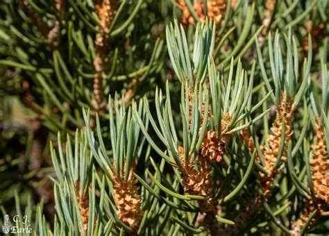 Pinus Monophylla Singleleaf Piñon Description The Gymnosperm Database