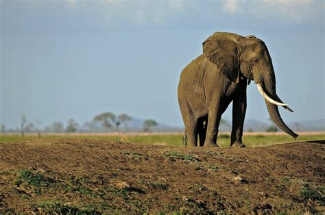 Killing Of Pilot Highlights Tanzanias Struggle With Poachers The New