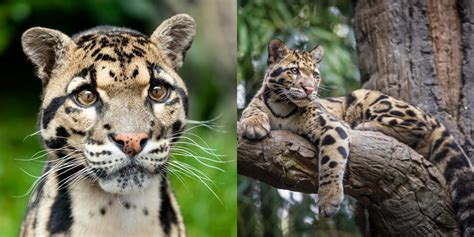 Big Cat 411 All About The Clouded Leopard