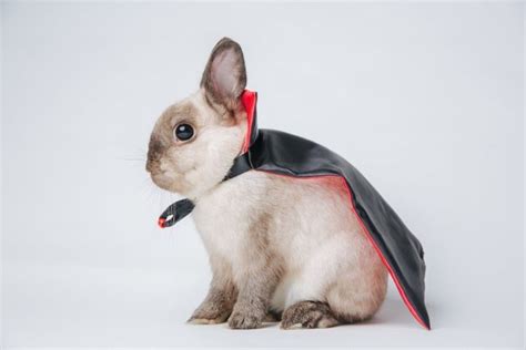 Vampire Bunny Costume Bunny Paws Pet Bunny Baby Bunnies Rabbit