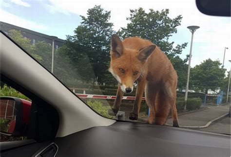 a cheeky fox jumps on to woman s car while she s driving to work glasgow live