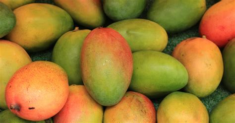 Sixteen Varieties Of Mangoes Including Three Gi Certified Varieties Exported To Bahrain From