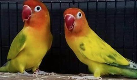 10 Cara Merawat Burung Lovebird Menang Lomba Dan Lebih Ngekek