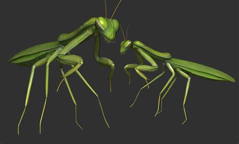 Praying Mantis 3d Print Model Invertebrate Cgtrader