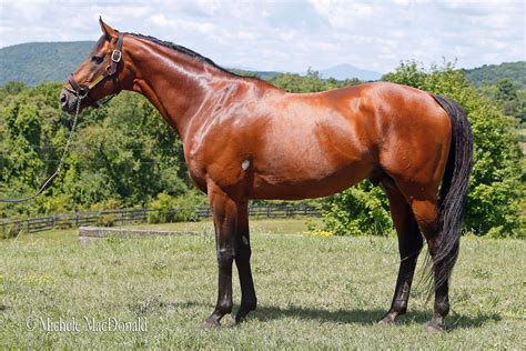 Stallion Big Brown Thriving In New York New York State Thoroughbred