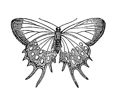 Antique Images Vintage Insect Clip Art Butterfly Graphic