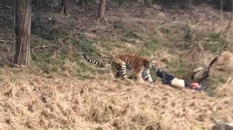 China Shocked By Another Fatal Tiger Attack In Ningbo Cgtn
