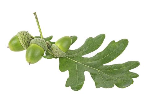 Green Acorns And Oak Leaf Isolated On White Background Stock Photo