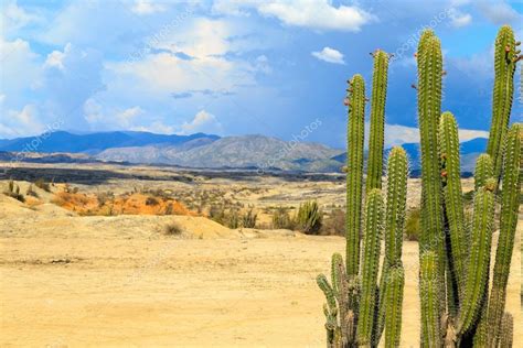 Though these spines might seem like nothing more than a good reason not to hug a cactus, they actually serve several this is a common desert adaptation. Desert, sunset in desert, tatacoa desert, columbia, latin ...