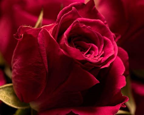 Burgundy Roses Wallpapers Top Free Burgundy Roses Backgrounds