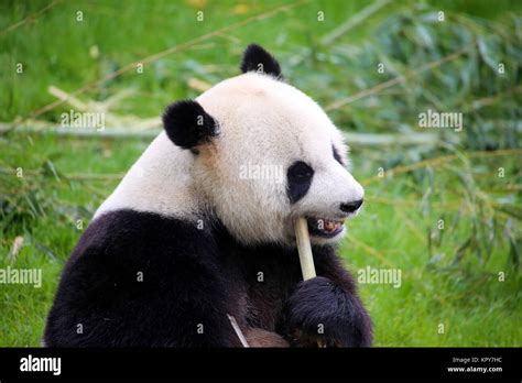 Giant Panda In Closeup Stock Photo Alamy