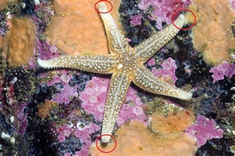 12 Fascinating Facts About Sea Stars