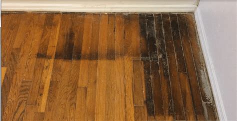 Removing Cat Urine From Hardwood Floors Flooring Designs