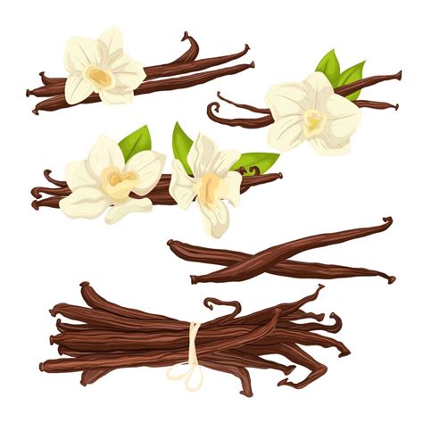 Vanilla Flower Set Cartoon Vector Illustration 17405623 Vector Art At