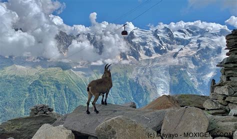 Chamonix And Le Brevent Cable Car A Century Of History