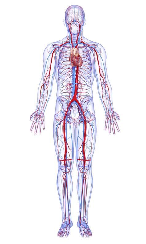 Male Full Body Circulatory System Highlights Heart Body Anatomy