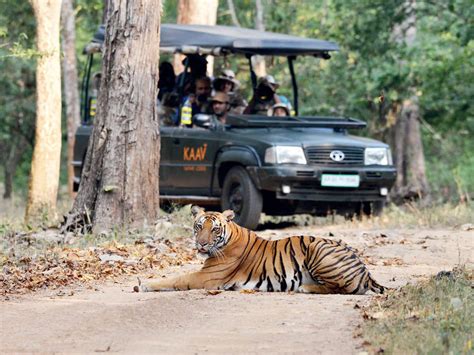 Best Places For Jungle Safari In India