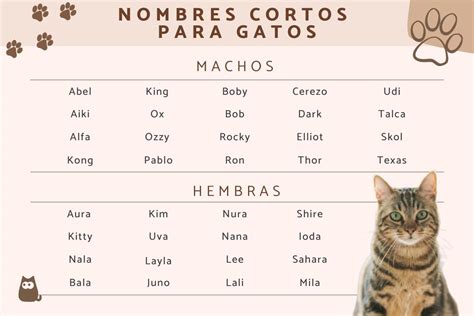 Nombres Cortos Para Gatos Y Gatitas ¡más De 200 Ideas
