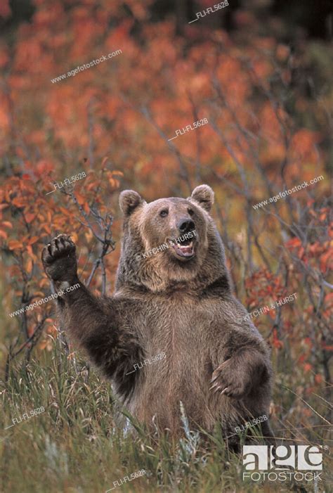 Grizzly Bear Standing Upright Waving One Paw Autumn Rocky Mountains