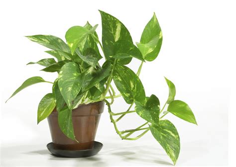 Secret To Healthy Looking House Plants Thifty Sue