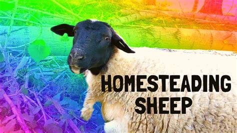 Sheep For Homesteading Why I Like Dorpers Youtube