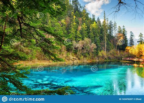The Five Coloured Pool With Azure Water Among Woods Stock Image Image
