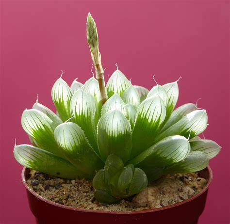 Truncata is a bulbous variety tends to have veins within the leaves. Haworthia cooperi var. pilifera | Succulents, Plants, Cactus