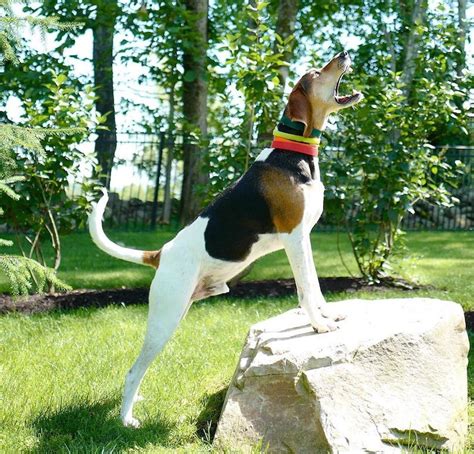 Treeing Walker Coonhound Breed Information Guide Photos Traits
