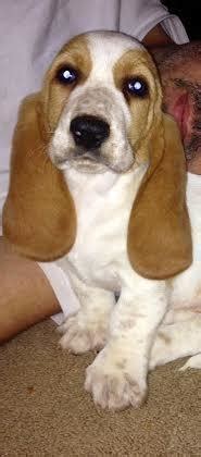 All puppies are raised with love. CKC Basset Hound Puppy for Sale in Simpsonville, South ...