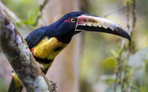 animals toucans birds Wallpapers HD / Desktop and Mobile Backgrounds