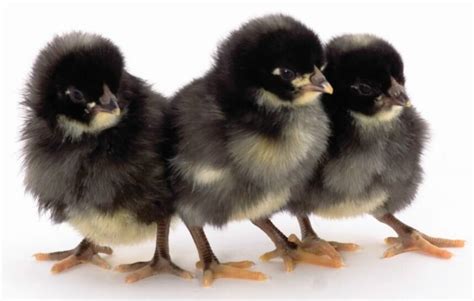 Blackstoleup Chicks At Rs 50piece Jothoura Jaipur Id 22492378230