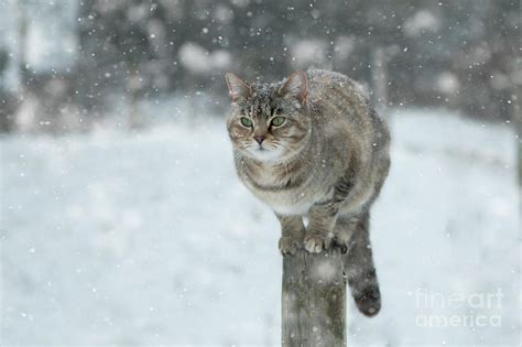Snow Kitty Photograph By Ang El Fine Art America